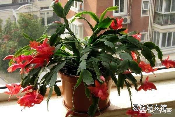 蟹爪兰嫁接火龙果如何养护?