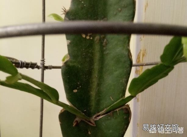 蟹爪兰嫁接火龙果如何养护?