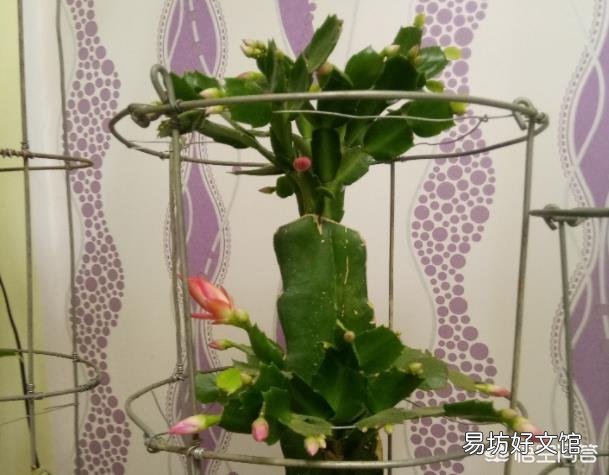 蟹爪兰嫁接火龙果如何养护?