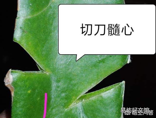 蟹爪兰嫁接火龙果如何养护?