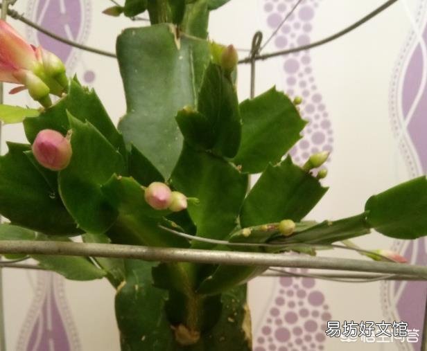 蟹爪兰嫁接火龙果如何养护?