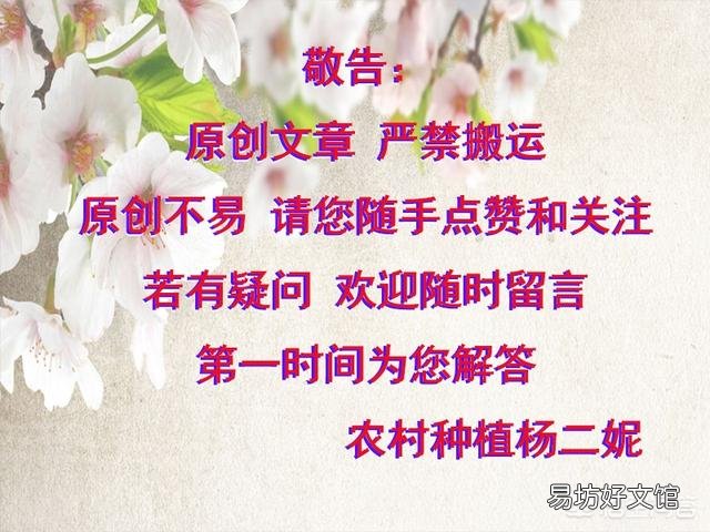 蟹爪兰嫁接火龙果如何养护?