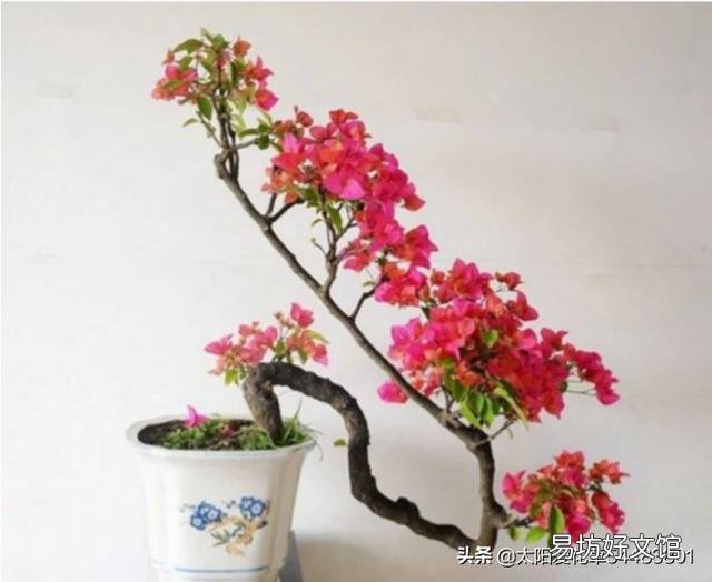 怎样让叶小花小的三角梅长得肥大?