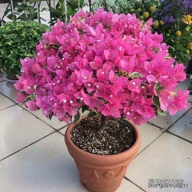怎样让叶小花小的三角梅长得肥大?