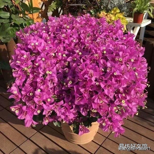 怎样让叶小花小的三角梅长得肥大?