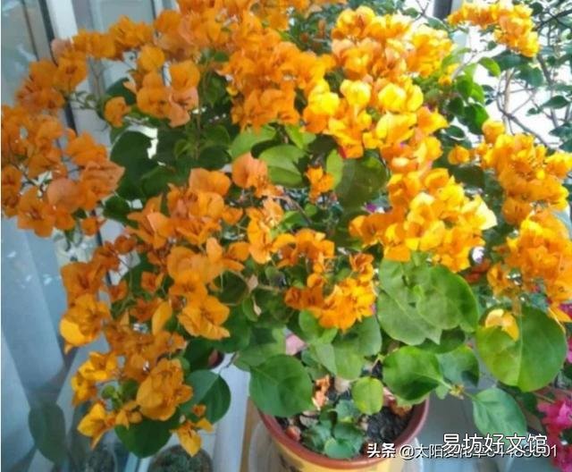 怎样让叶小花小的三角梅长得肥大?