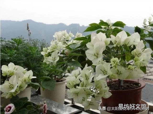 怎样让叶小花小的三角梅长得肥大?