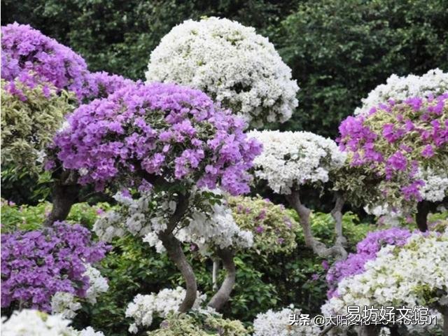 怎样让叶小花小的三角梅长得肥大?
