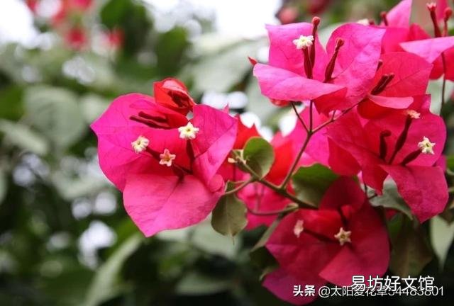 怎样让叶小花小的三角梅长得肥大?