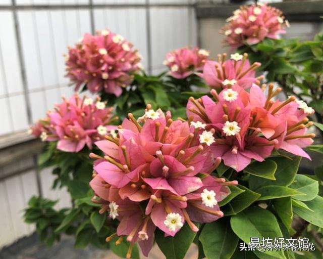 怎样让叶小花小的三角梅长得肥大?