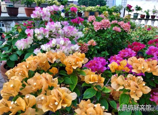 怎样让叶小花小的三角梅长得肥大?