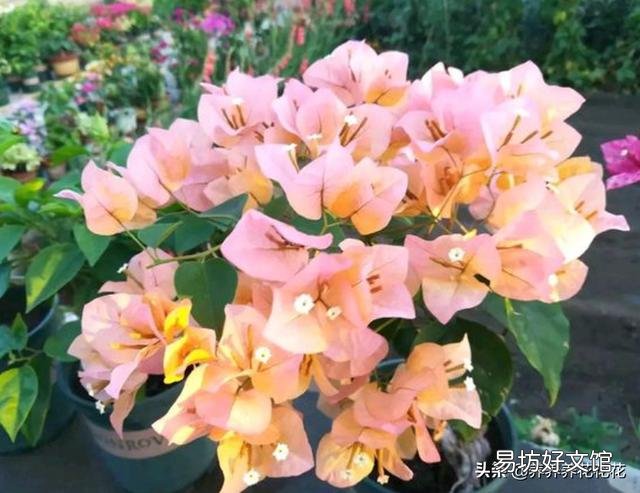 怎样让叶小花小的三角梅长得肥大?