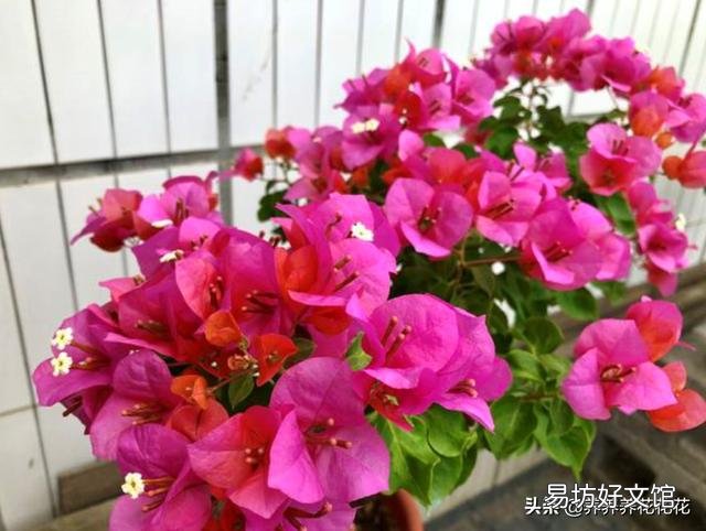怎样让叶小花小的三角梅长得肥大?