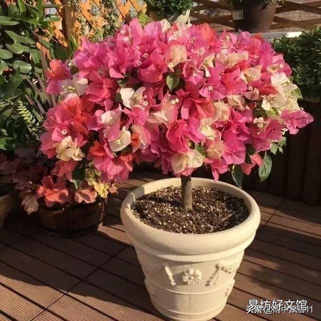 怎样让叶小花小的三角梅长得肥大?