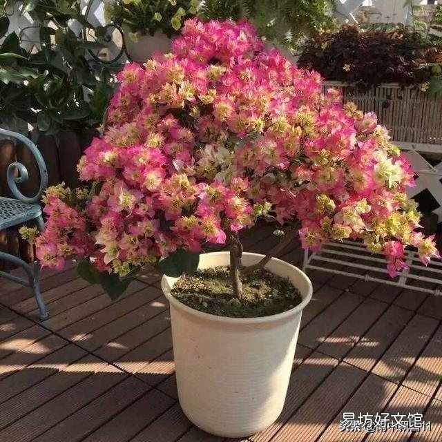 怎样让叶小花小的三角梅长得肥大?