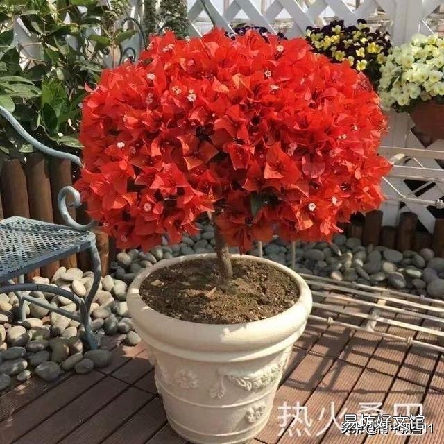怎样让叶小花小的三角梅长得肥大?