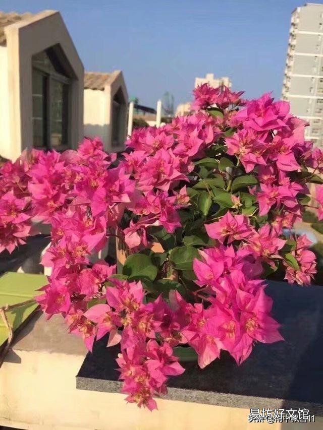 怎样让叶小花小的三角梅长得肥大?