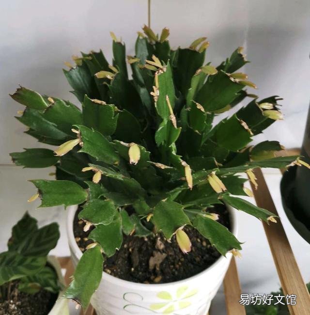 蟹爪兰开完花以后,叶片非常的瘦,怎么办?
