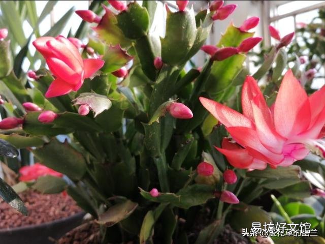 蟹爪兰开完花以后,叶片非常的瘦,怎么办?