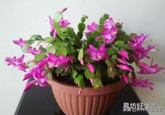 蟹爪兰开完花以后,叶片非常的瘦,怎么办?