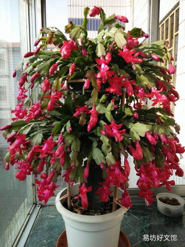 蟹爪兰开完花以后,叶片非常的瘦,怎么办?