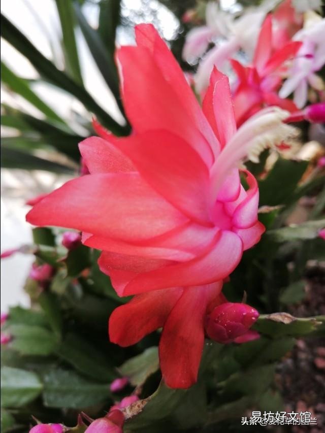 蟹爪兰开完花以后,叶片非常的瘦,怎么办?