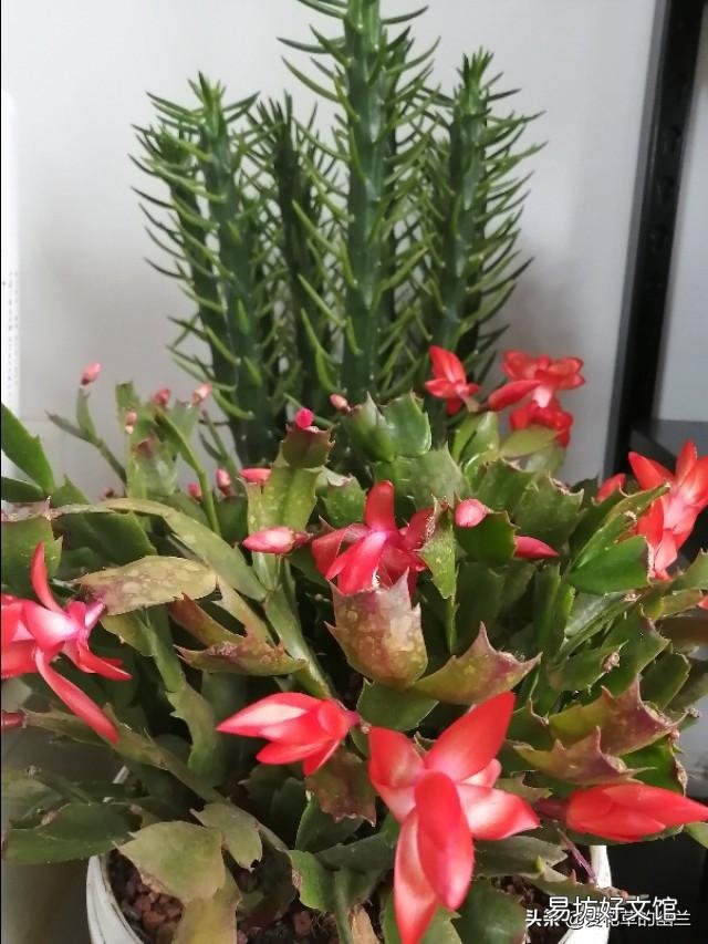 蟹爪兰开完花以后,叶片非常的瘦,怎么办?