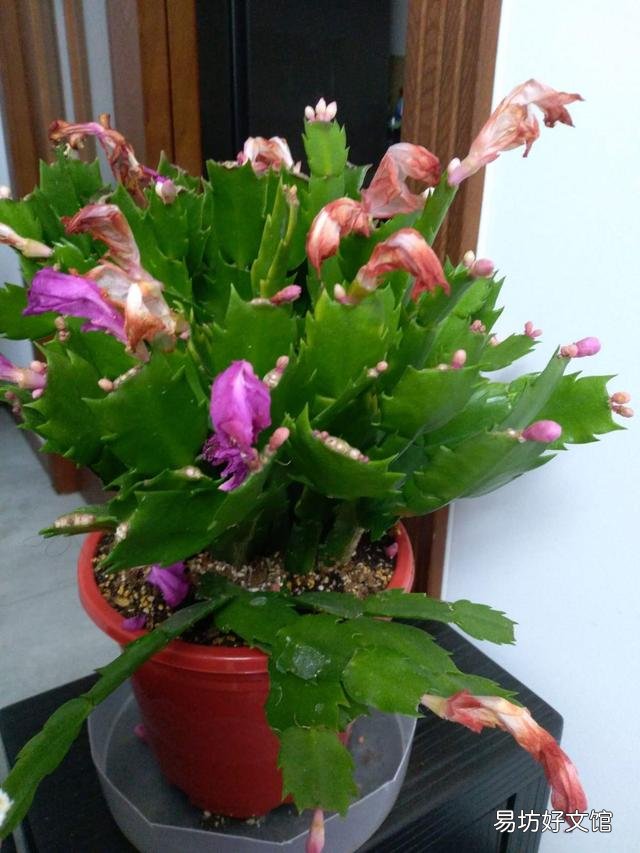 蟹爪兰开完花以后,叶片非常的瘦,怎么办?