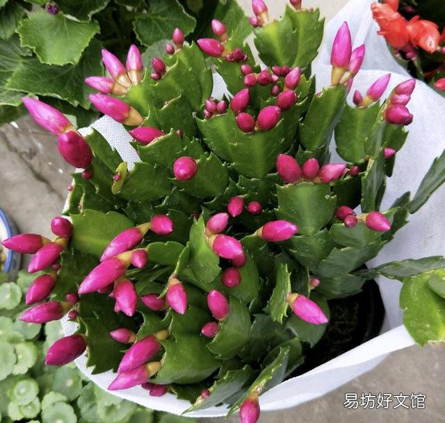蟹爪兰开完花以后,叶片非常的瘦,怎么办?