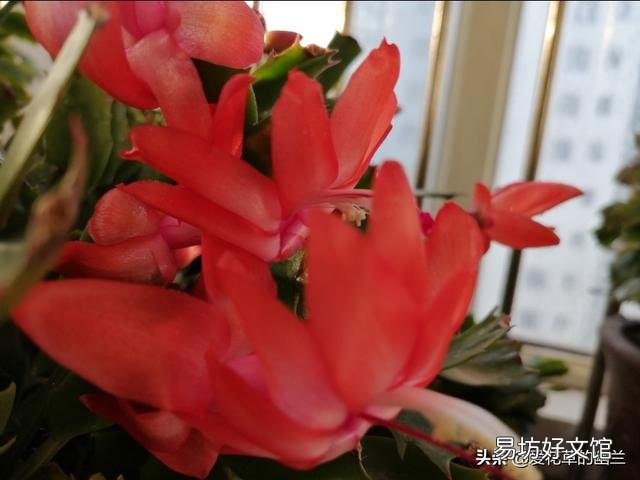 蟹爪兰开完花以后,叶片非常的瘦,怎么办?
