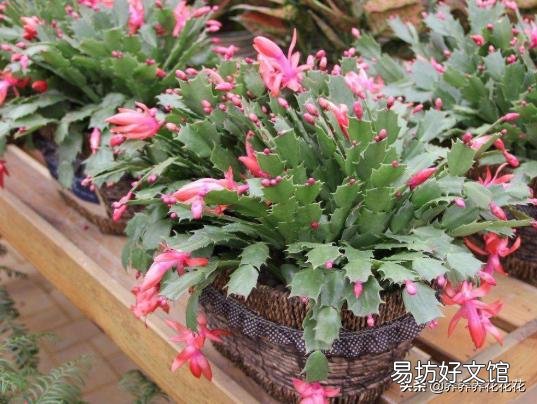 蟹爪兰开完花以后,叶片非常的瘦,怎么办?