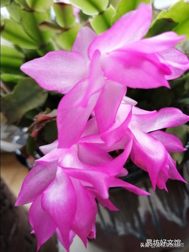 蟹爪兰开完花以后,叶片非常的瘦,怎么办?