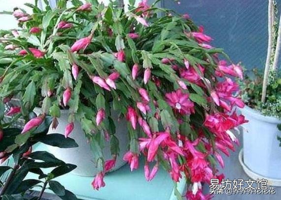 蟹爪兰开完花以后,叶片非常的瘦,怎么办?