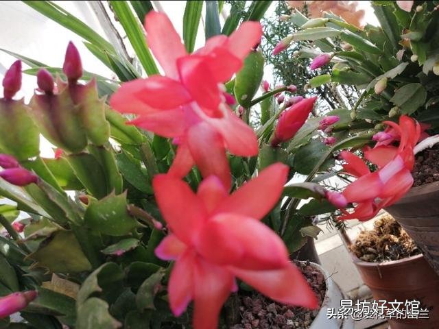 蟹爪兰开完花以后,叶片非常的瘦,怎么办?