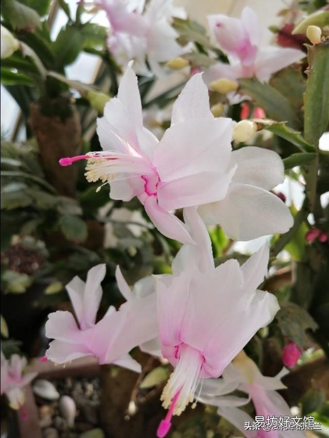 蟹爪兰开完花以后,叶片非常的瘦,怎么办?