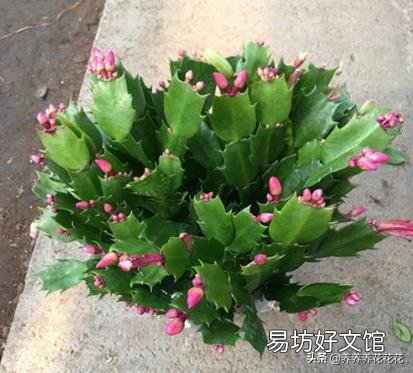 蟹爪兰开完花以后,叶片非常的瘦,怎么办?