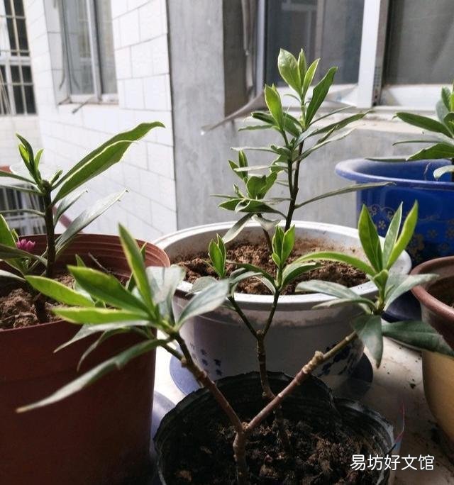 金边瑞香扦插叶子怎么发蔫?
