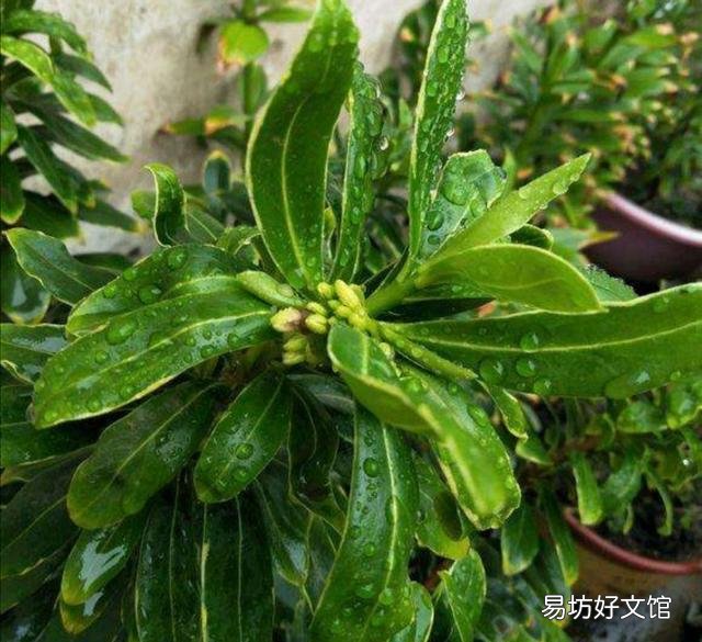 金边瑞香扦插叶子怎么发蔫?