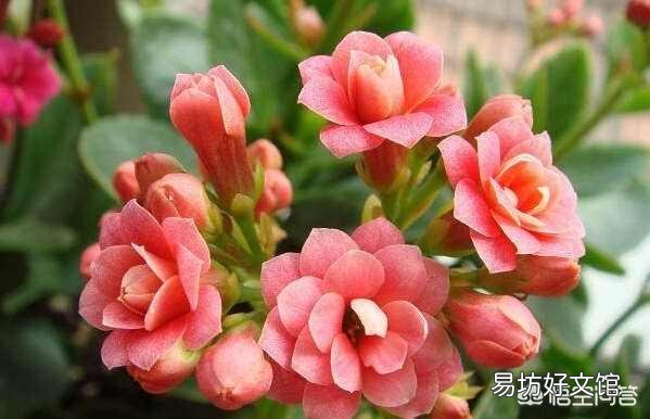 长寿花放在暗屋,有利于开花吗?