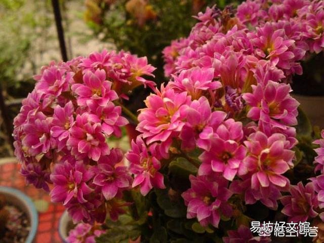 长寿花放在暗屋,有利于开花吗?