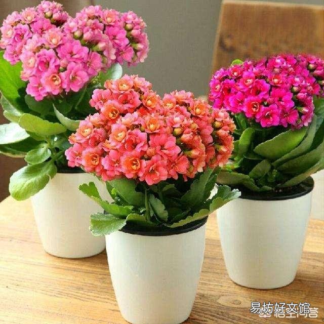 长寿花放在暗屋,有利于开花吗?