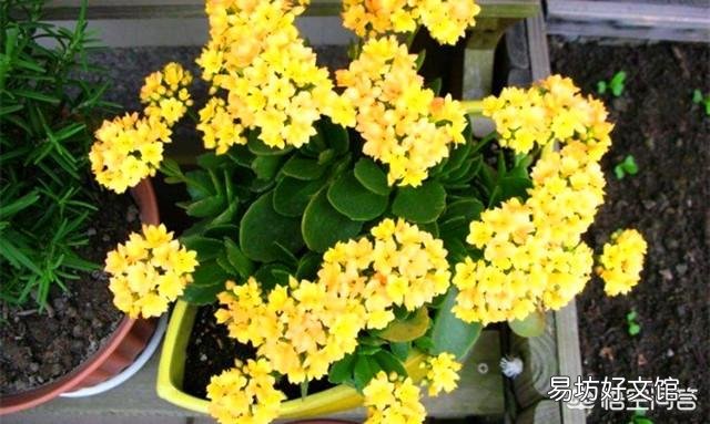 长寿花放在暗屋,有利于开花吗?