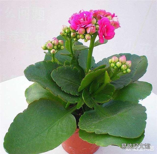 长寿花放在暗屋,有利于开花吗?