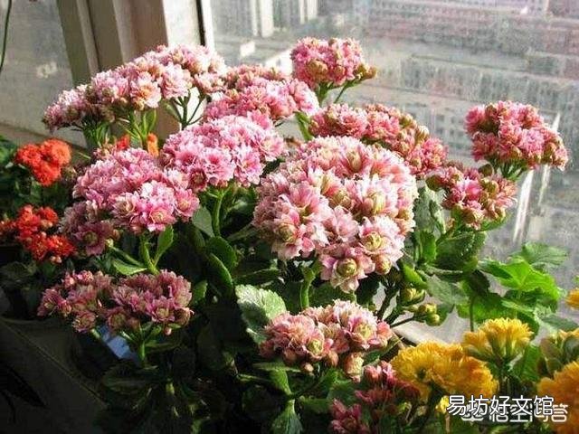 长寿花放在暗屋,有利于开花吗?