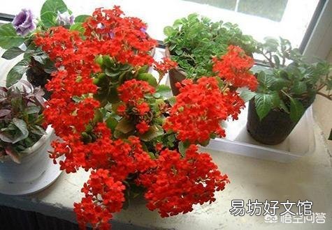 长寿花放在暗屋,有利于开花吗?