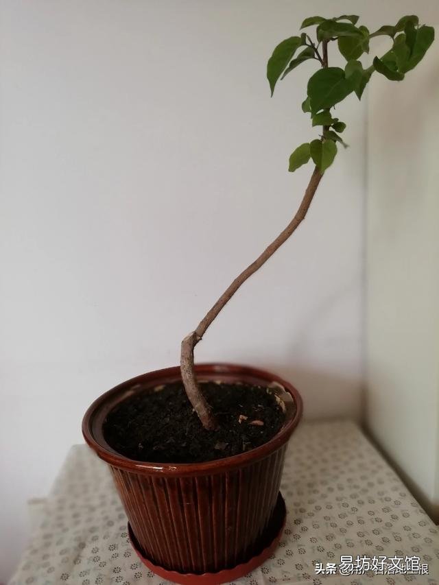 三角梅换盆30天还没出现新芽是怎么回事？