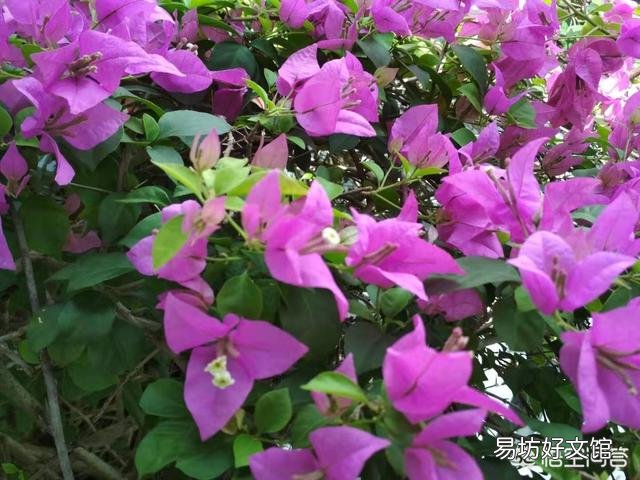 三角梅换盆30天还没出现新芽是怎么回事？