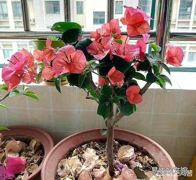 三角梅换盆30天还没出现新芽是怎么回事？