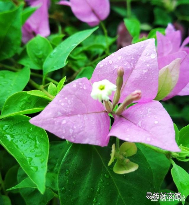 三角梅换盆30天还没出现新芽是怎么回事？