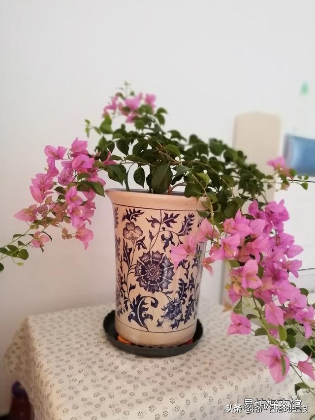 三角梅换盆30天还没出现新芽是怎么回事？